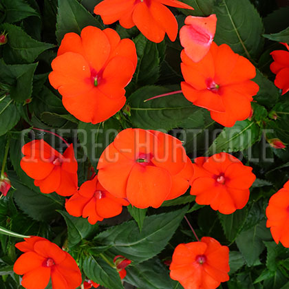 image de Impatiens SunPatiens® Compact Electric Orange