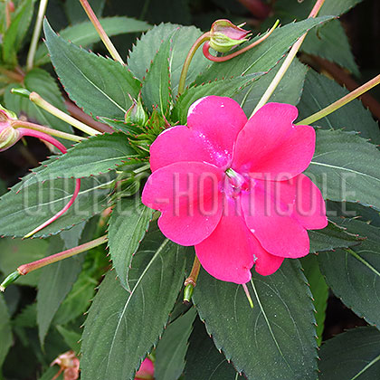 image de Impatiens SunPatiens® Vigorous Magenta