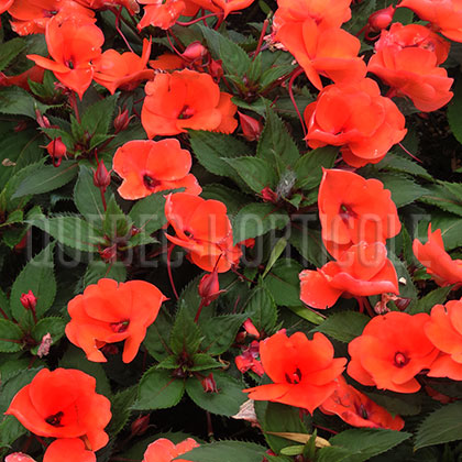 image de Impatiens SunPatiens® Compact Red