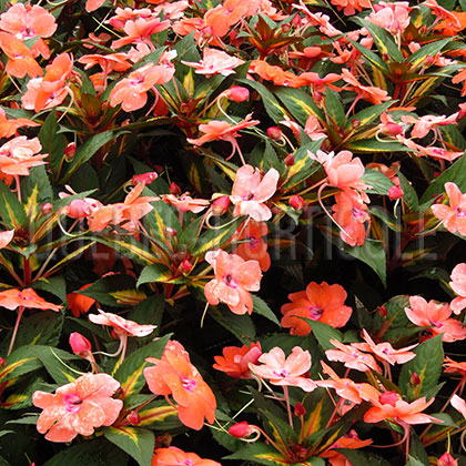 image de Impatiens SunPatiens® Vigorous Coral Variegated