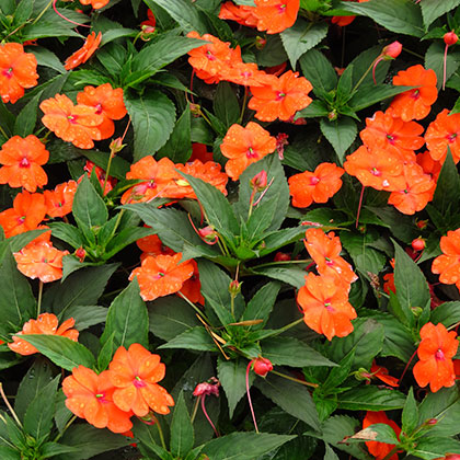 image de Impatiens SunPatiens® Vigorous Orange