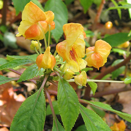 image de Impatiens auricoma Jungle Gold