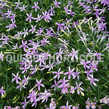 image de Isotoma axillaris Patti's Pink™