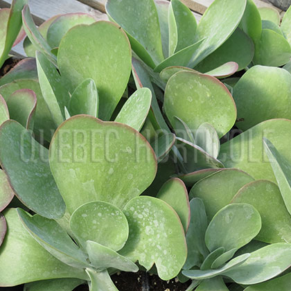 image de Kalanchoe thyrsiflora Desert Rose