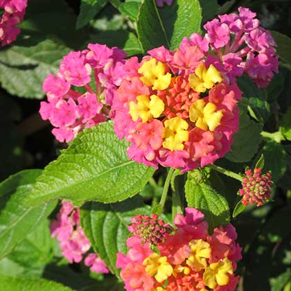 image de Lantana Luscious® Berry Blend™