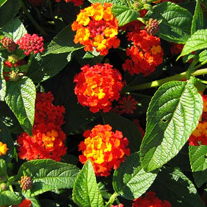 image de Lantana Luscious® Citrus Blend™