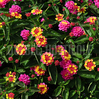 image de Lantana Evita®