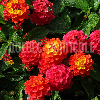 image de Lantana Evita®