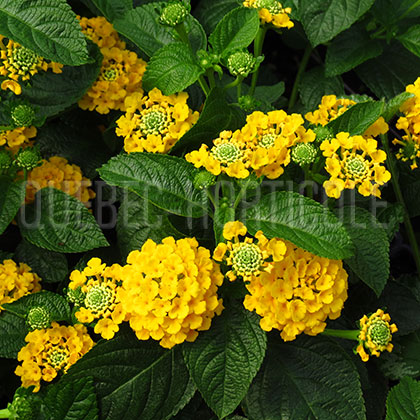 image de Lantana Evita®