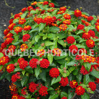 image de Lantana camara Hot Blooded™ Red