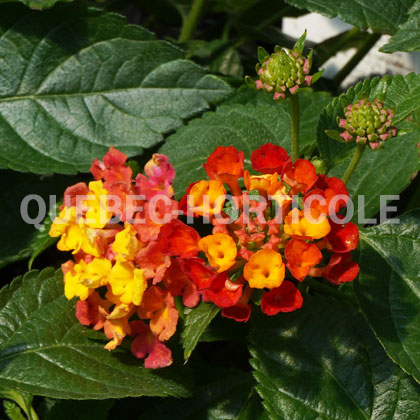 image de Lantana camara Luscious® Royale Red Zone™