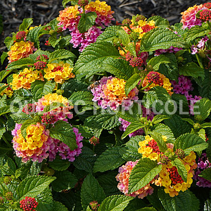 image de Lantana camara Shamrock™ Rose