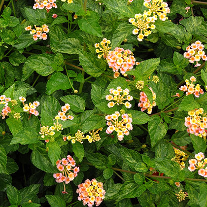 image de Lantana Luscious® Tropical Fruit