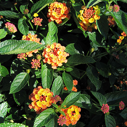 image de Lantana Landmark™ Citrus