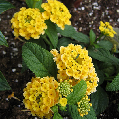 image de Lantana Star Fruit