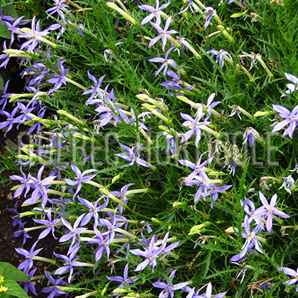 image de Laurentia hybrida Shooting Star