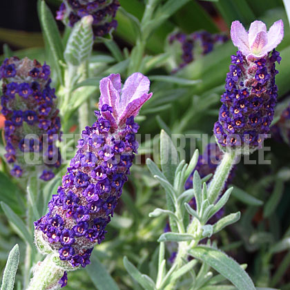 image de Lavandula stoechas Anouk Supreme