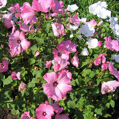 image de Malva trimestris (Lavatera trimestris) Beauty