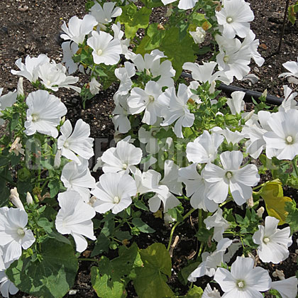 image de Malva trimestris (Lavatera trimestris) Twins Cool White