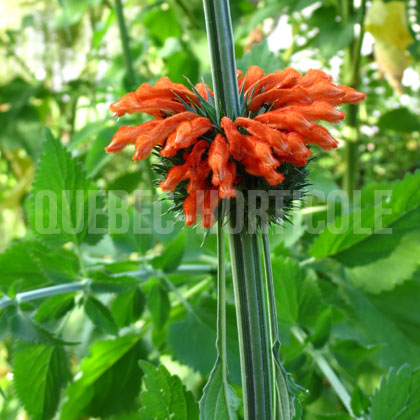 image de Leonotis nepetifolia 