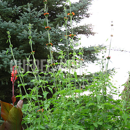 image de Leonotis nepetifolia 