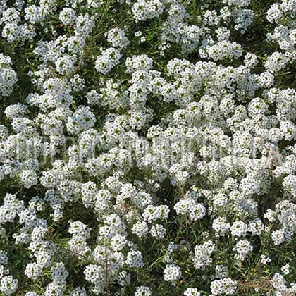 image de Lobularia Snow Princess®