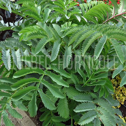 image de Melianthus major 