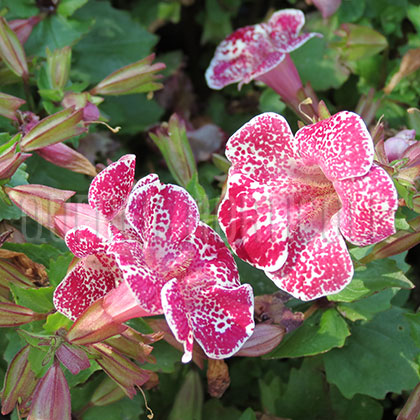 image de Mimulus Magic™ Spring Blossom Mix