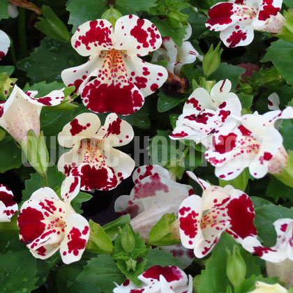 image de Mimulus Magic™ White Blotch