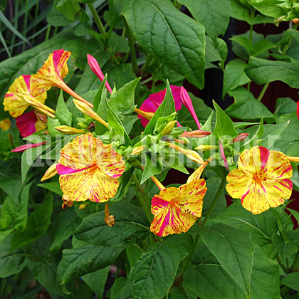 image de Mirabilis jalapa 