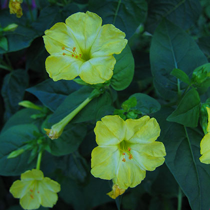 image de Mirabilis jalapa 