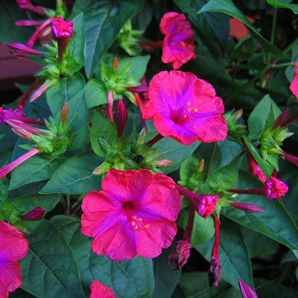 image de Mirabilis jalapa 