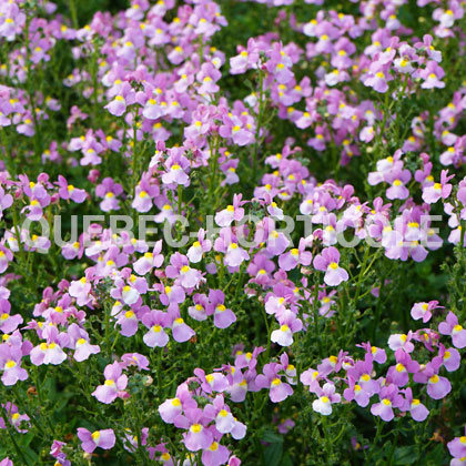 image de Nemesia fruticans Aromance™ Pink