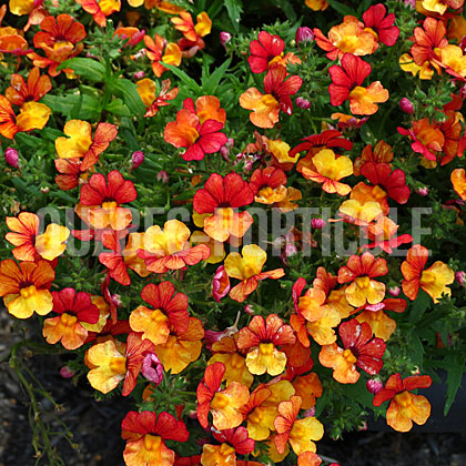 image de Nemesia Baby Cakes™ Little Orange