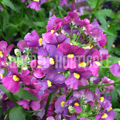 image de Nemesia Karoo® Plum