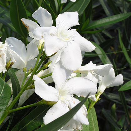 image de Nerium oleander 