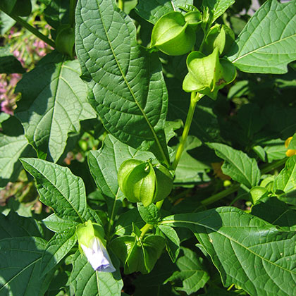 image de Nicandra physaloides 