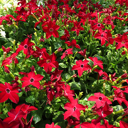 image de Nicotiana x sanderae 