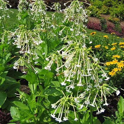 image de Nicotiana sylvestris 