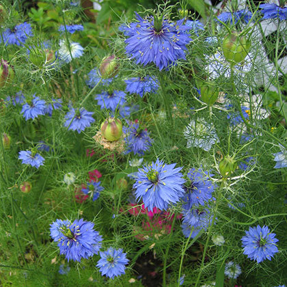 image de Nigella damascena 