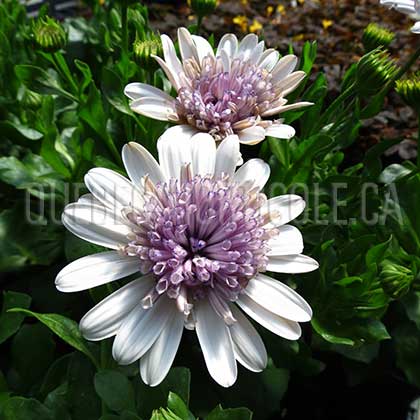 image de Osteospermum 3D Silver