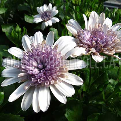 image de Osteospermum 3D Silver