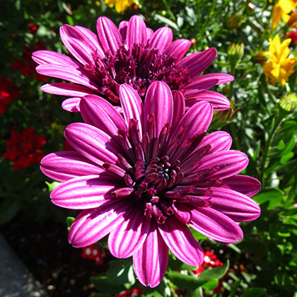 image de Osteospermum 3D Purple