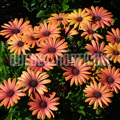 image de Osteospermum Akila Grand Canyon Mix