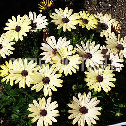 image de Osteospermum Akila Grand Canyon Mix