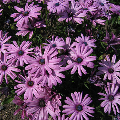 image de Osteospermum Akila Lavender Shades