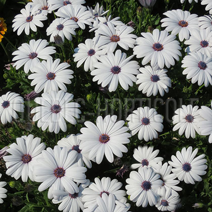 image de Osteospermum Asti™ White