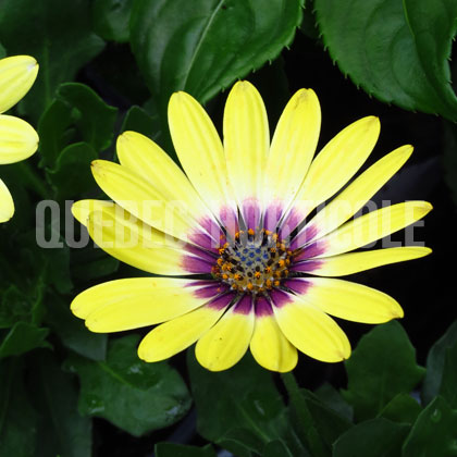 image de Osteospermum Blue Eyed Beauty™