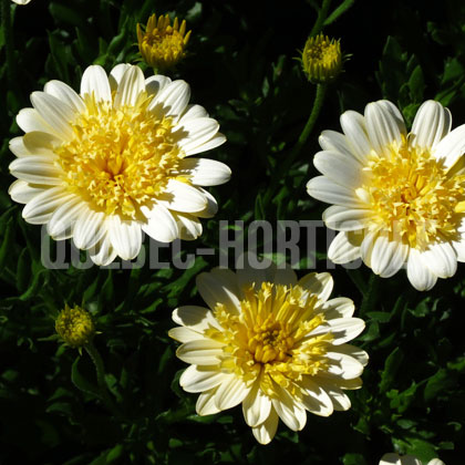 image de Osteospermum Bright Lights™ Double Moonglow