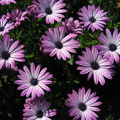 image de Osteospermum Margarita Dark Pink Bicolor